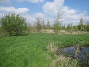 Gimswood May 2013